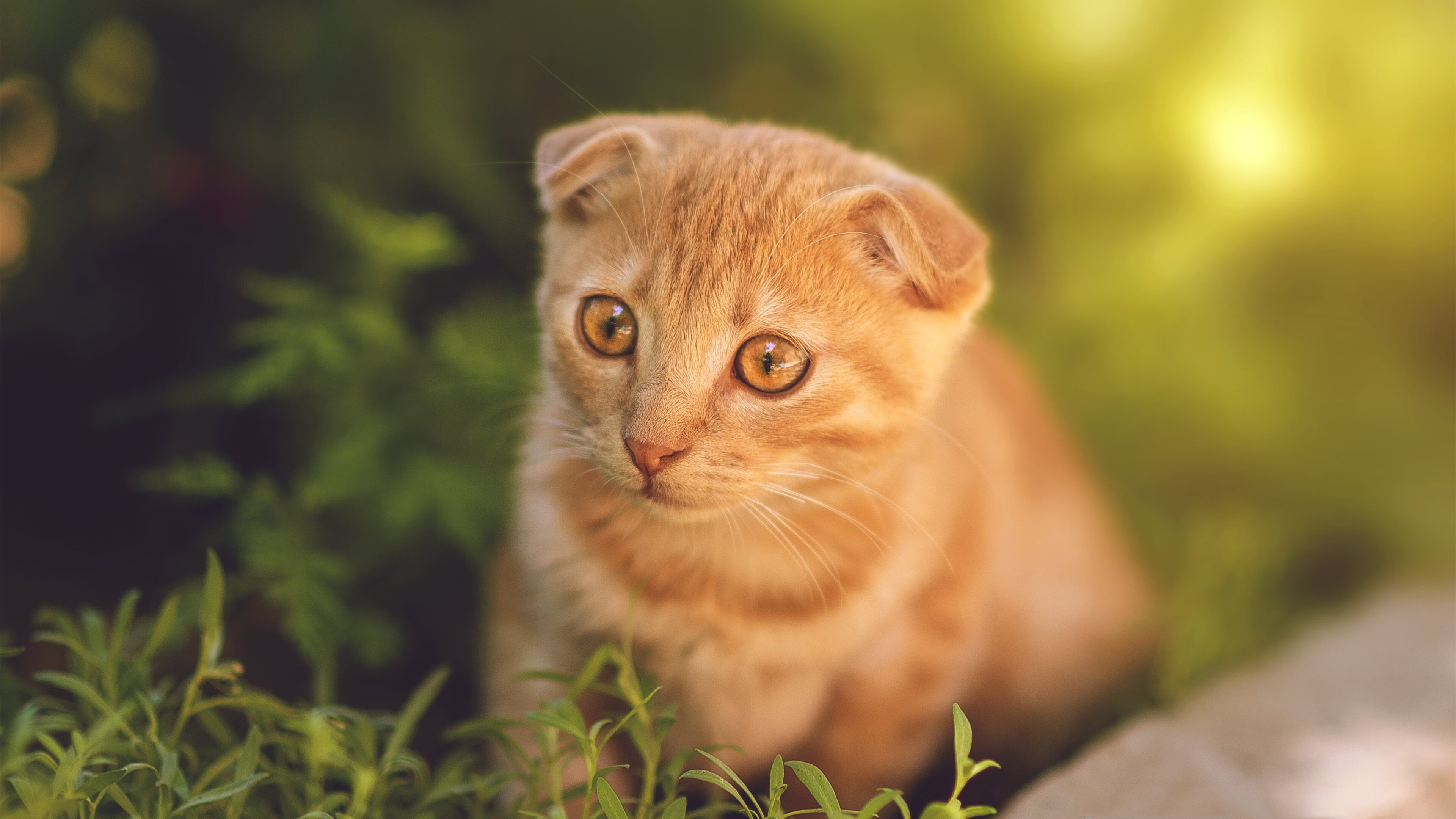 锋锐与铁壁的对话，拉亚如何刺穿伊朗的防守壁垒