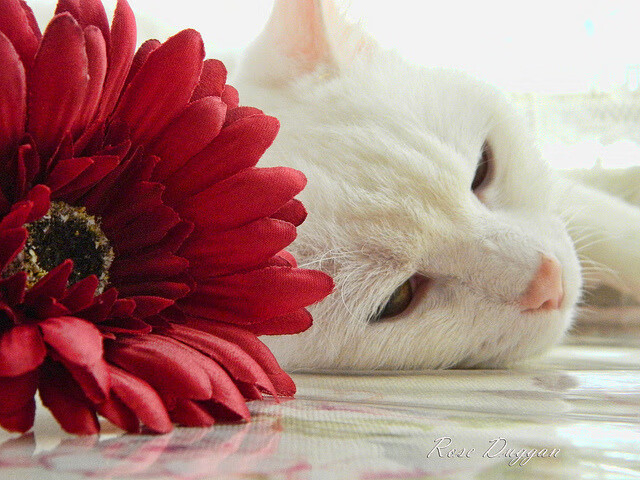 开云-独舞与交响,塔图姆的悲壮50分与魔术的团队晋级之路