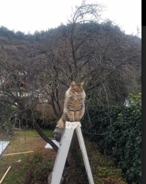 流星与体系，布克冠军级表现背后，国王队如何强行终结深圳