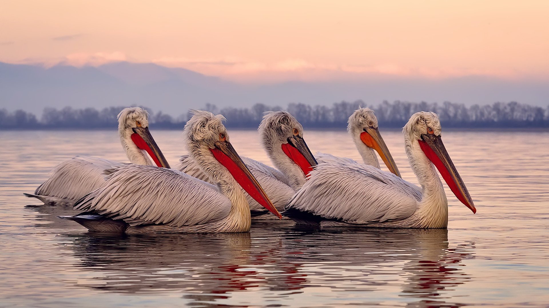 铁血意志对阵艺术流，当非洲雄狮的启示穿透欧洲足球心脏