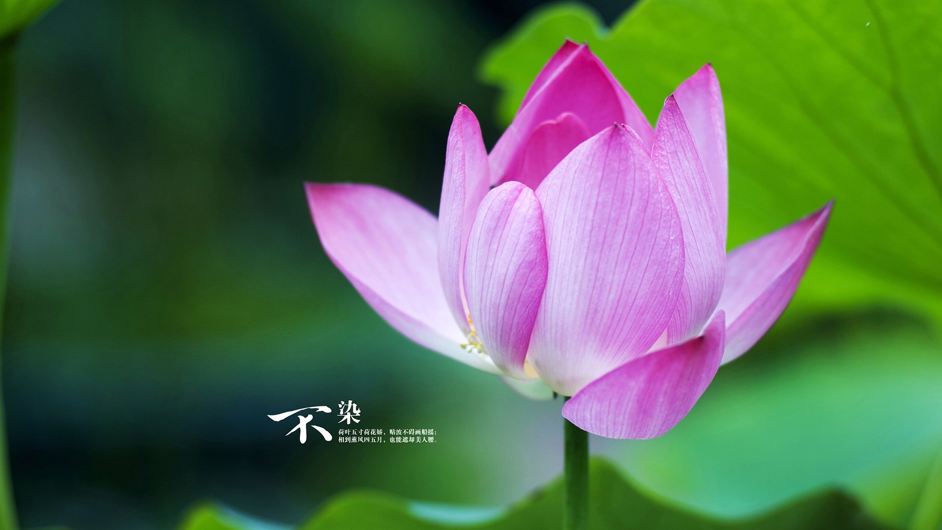 开云体育登录-势能转移，当罗德里戈点燃伯纳乌，拜仁的巨轮为何突陷巴拉圭泥潭？