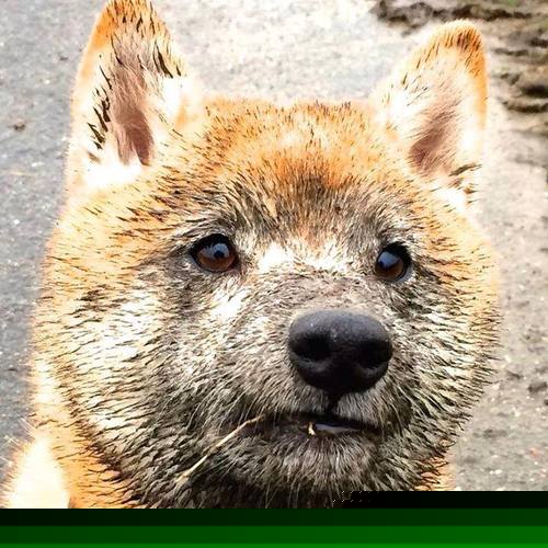 跨洋逆袭，范弗利特关键一投点燃奥运火炬