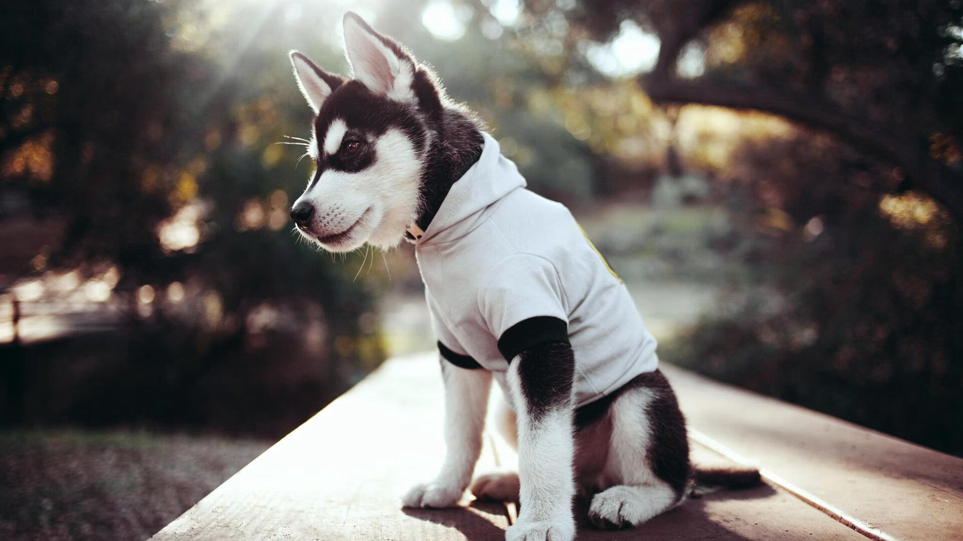 开云平台-双重压力之夜，绿茵场与篮球馆的隔空共鸣