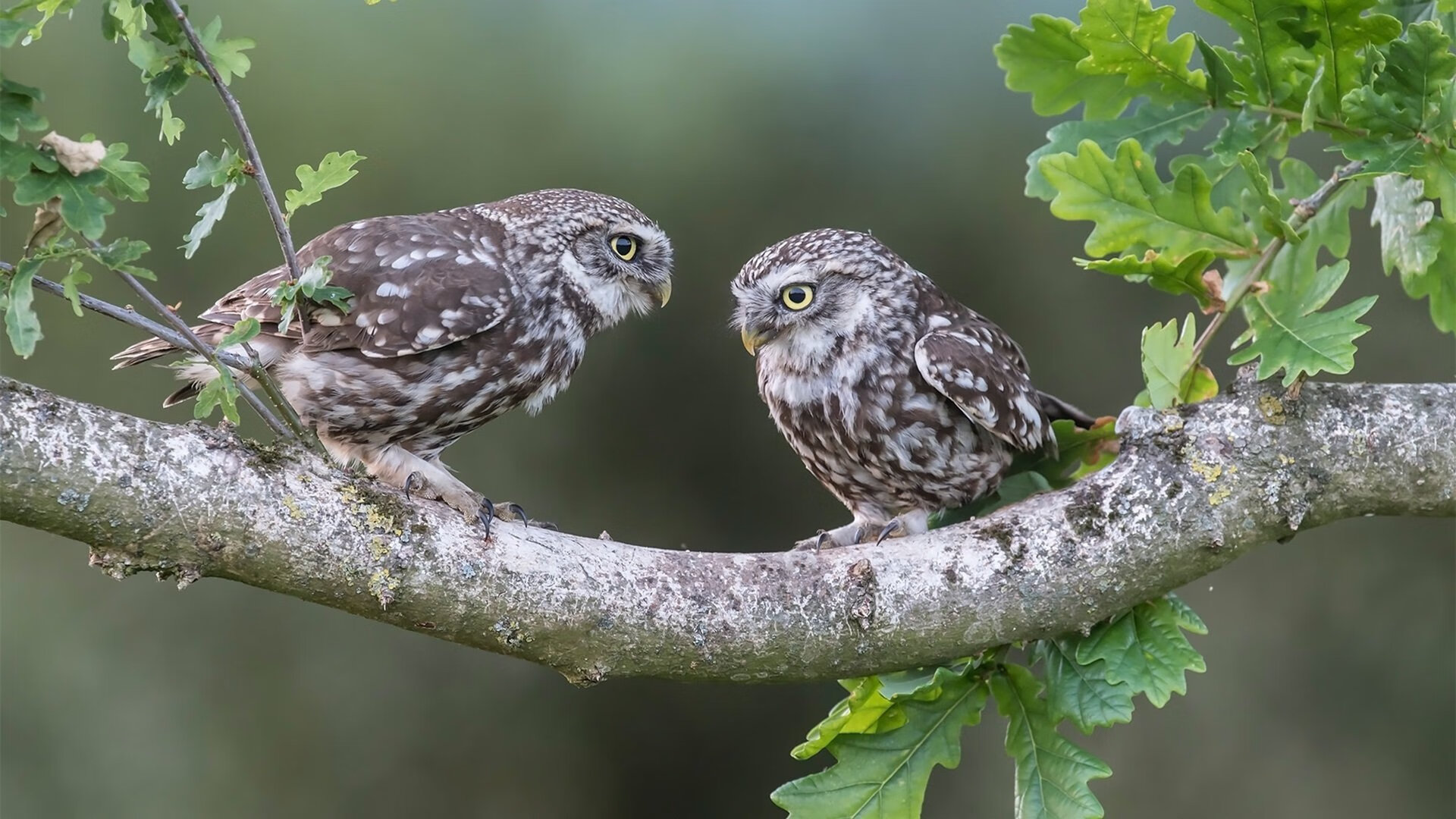 当意甲焦点战遇上演错位巅峰，多特蒙德以德国式严谨，稳稳拿下华丽皇马