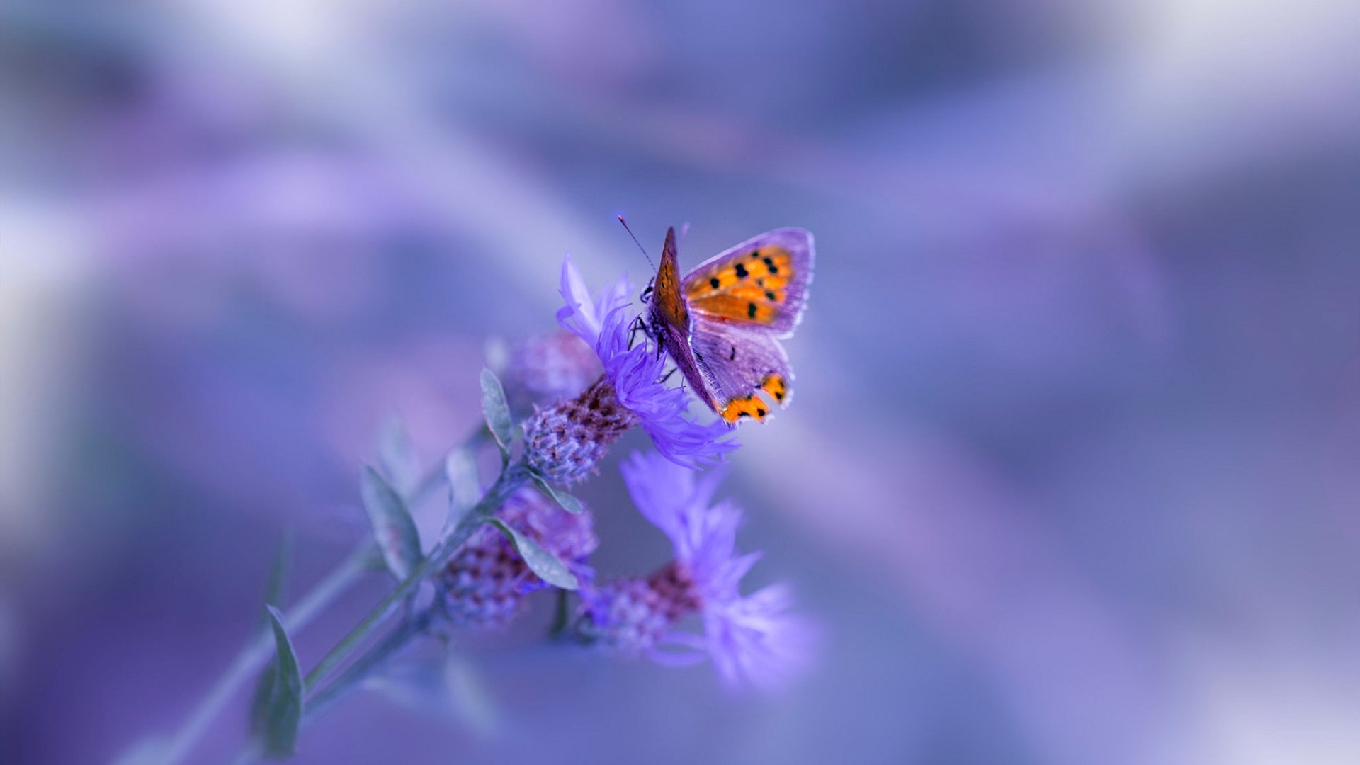 NBA巅峰对决，塔图姆生涯之夜狂飙，爵士战术压制活塞显威