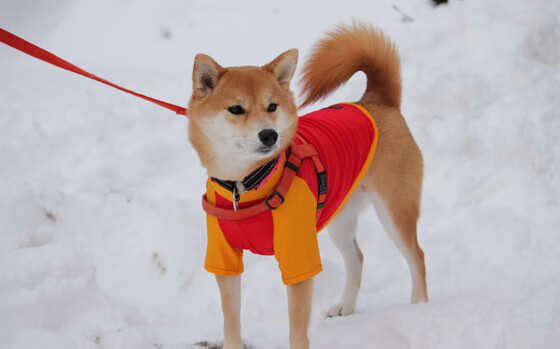 开云体育app-红墙与金杯，当塞维利亚德比的铁血，映照NBA总决赛的孤注一掷