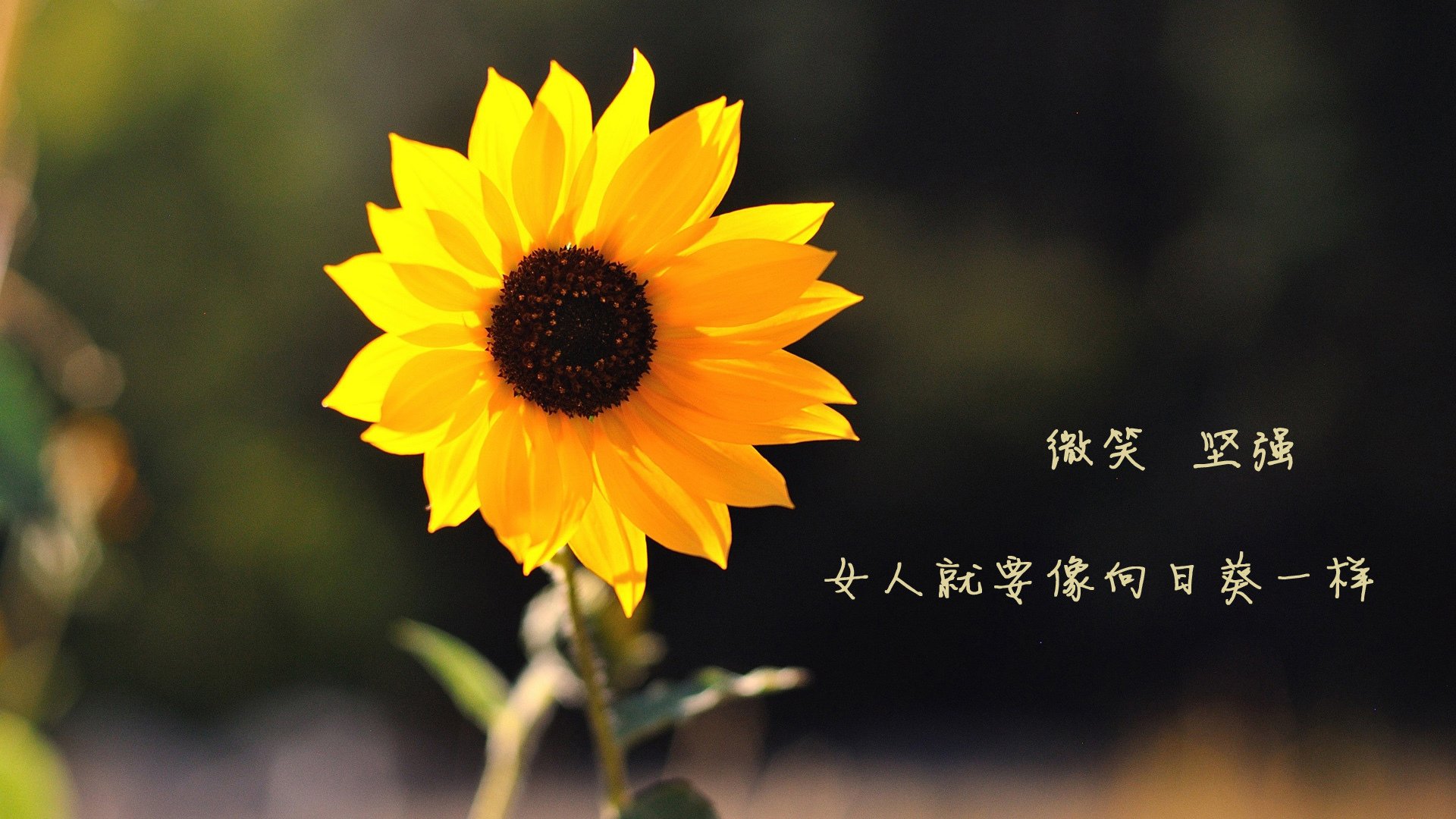 登贝莱独舞引爆H组,秘鲁南美风暴横扫意大利制造2026世界杯头号冷门